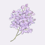 lilac pattern